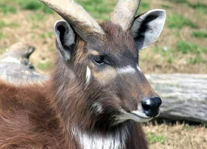 動物図鑑・シタツンガ